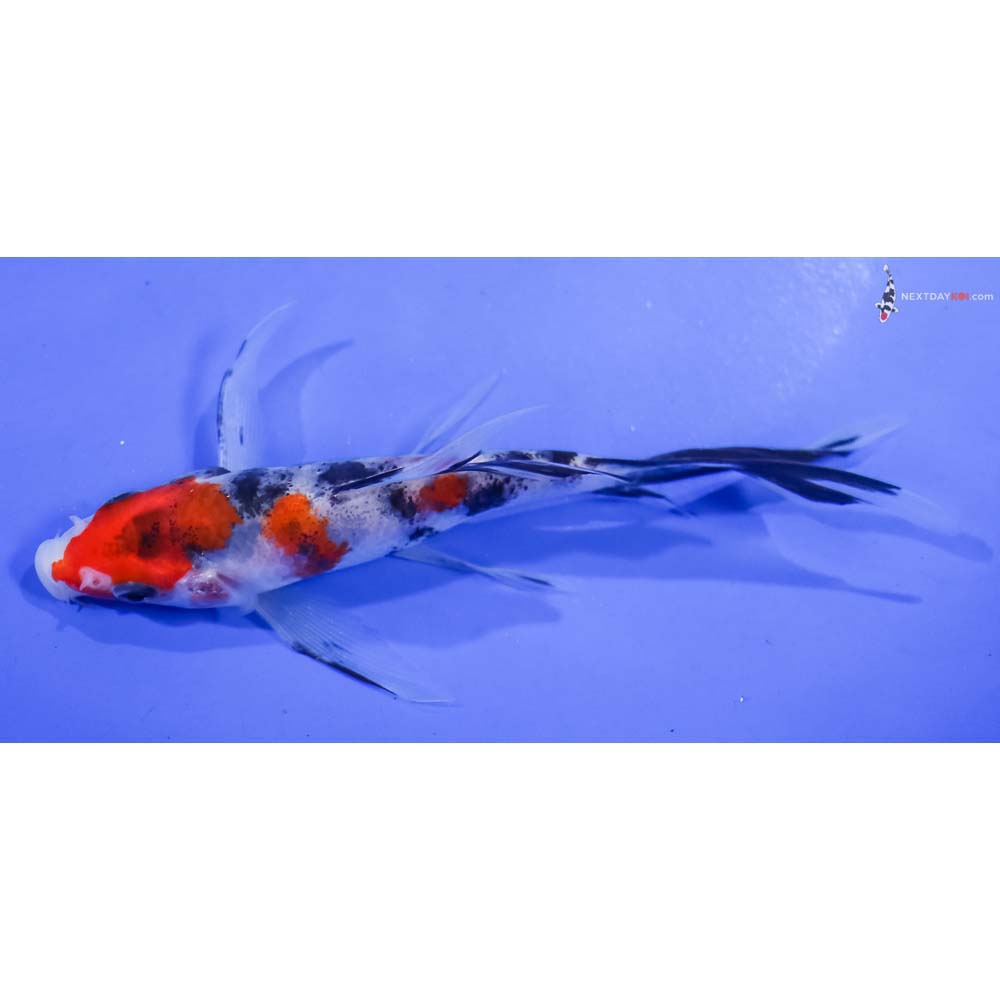5” Imported Sanke Butterfly Koi
