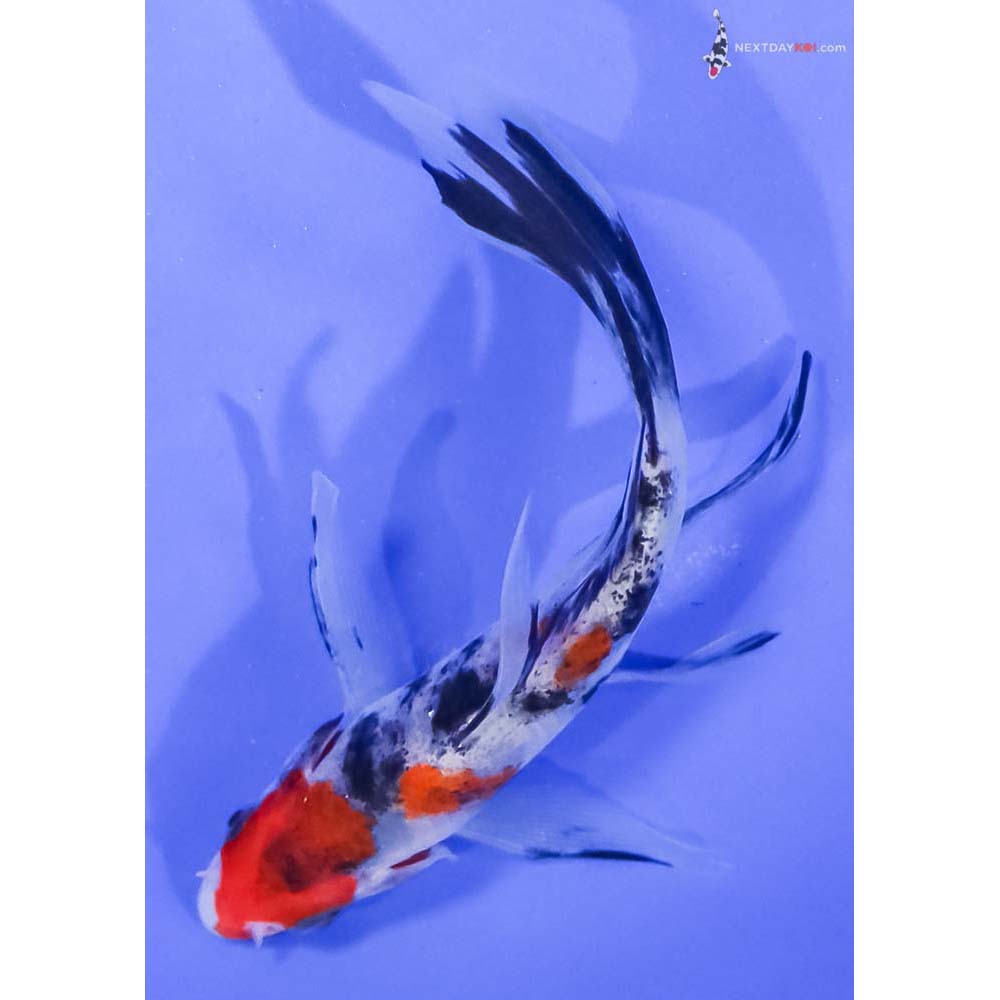 5” Imported Sanke Butterfly Koi