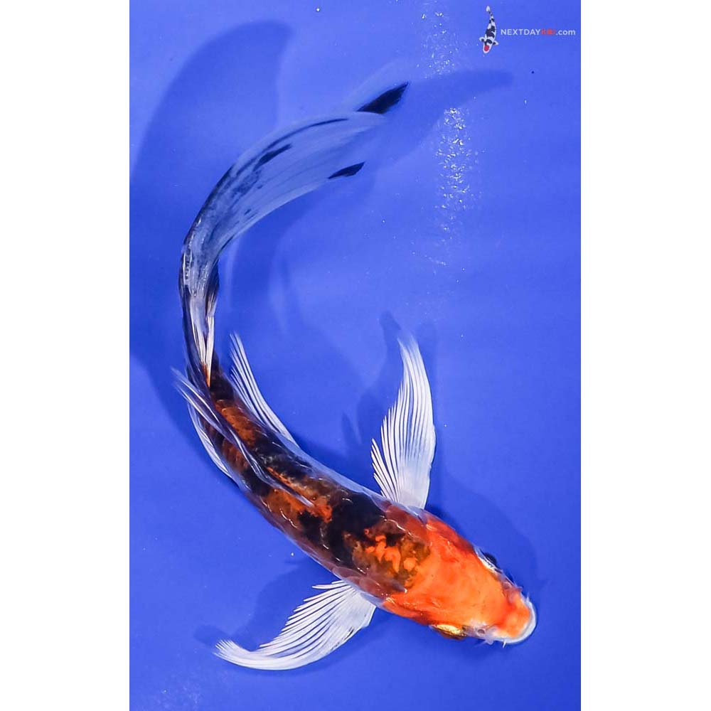 5” Imported Heisei Nishiki Butterfly Koi