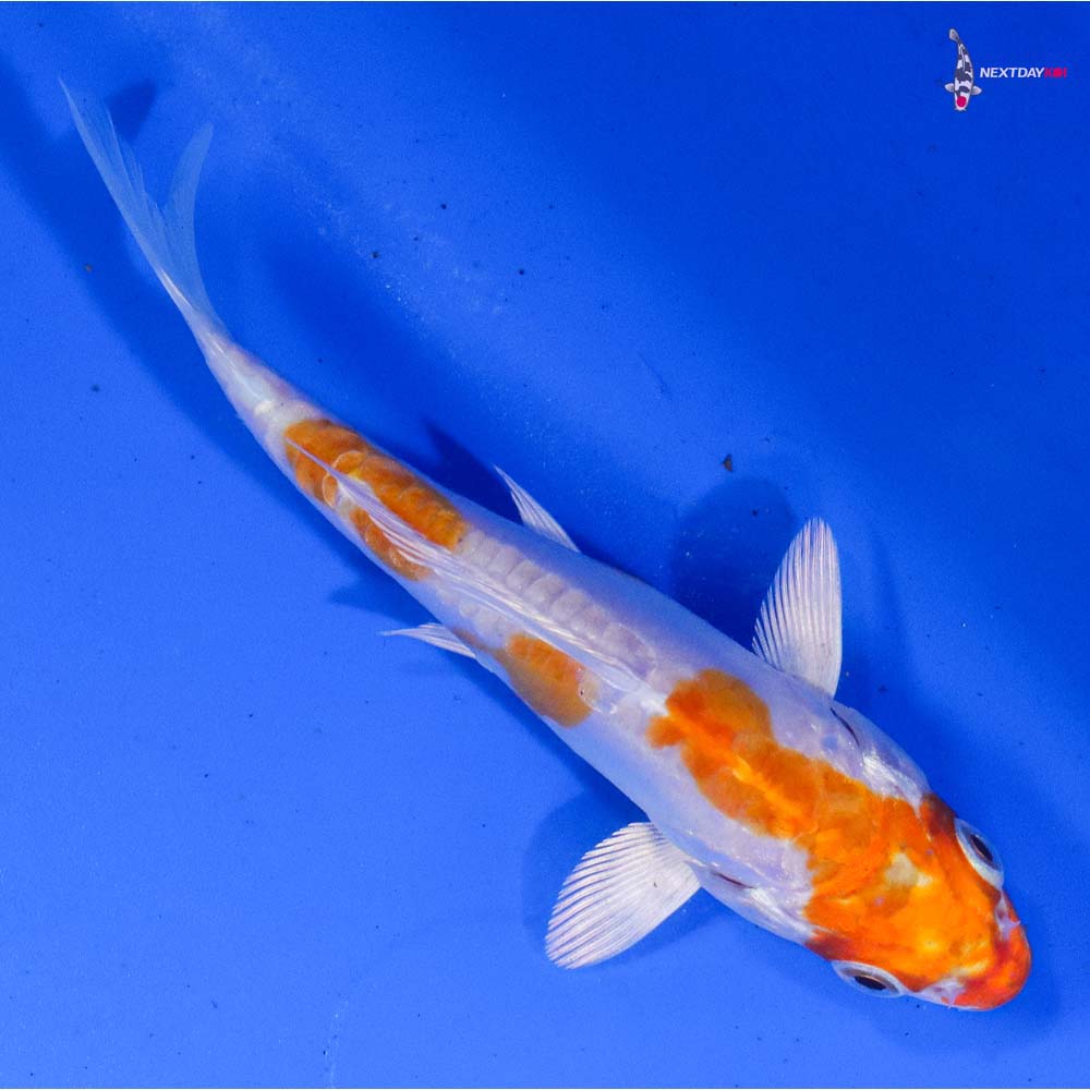 4” Imported Kikusui