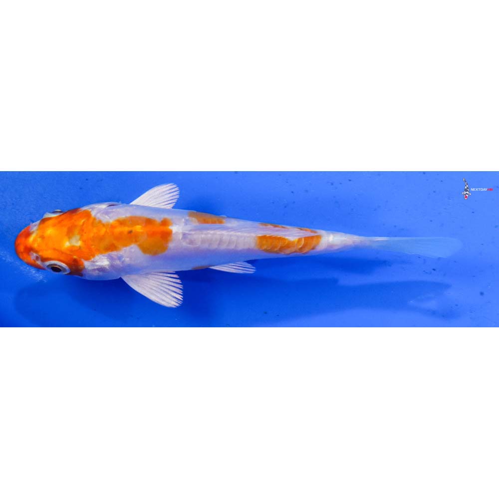 4” Imported Kikusui