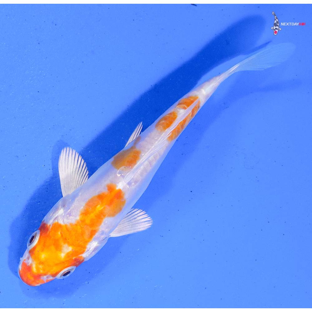 4” Imported Kikusui