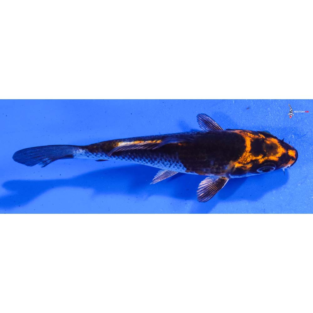 4” Imported Kujaku