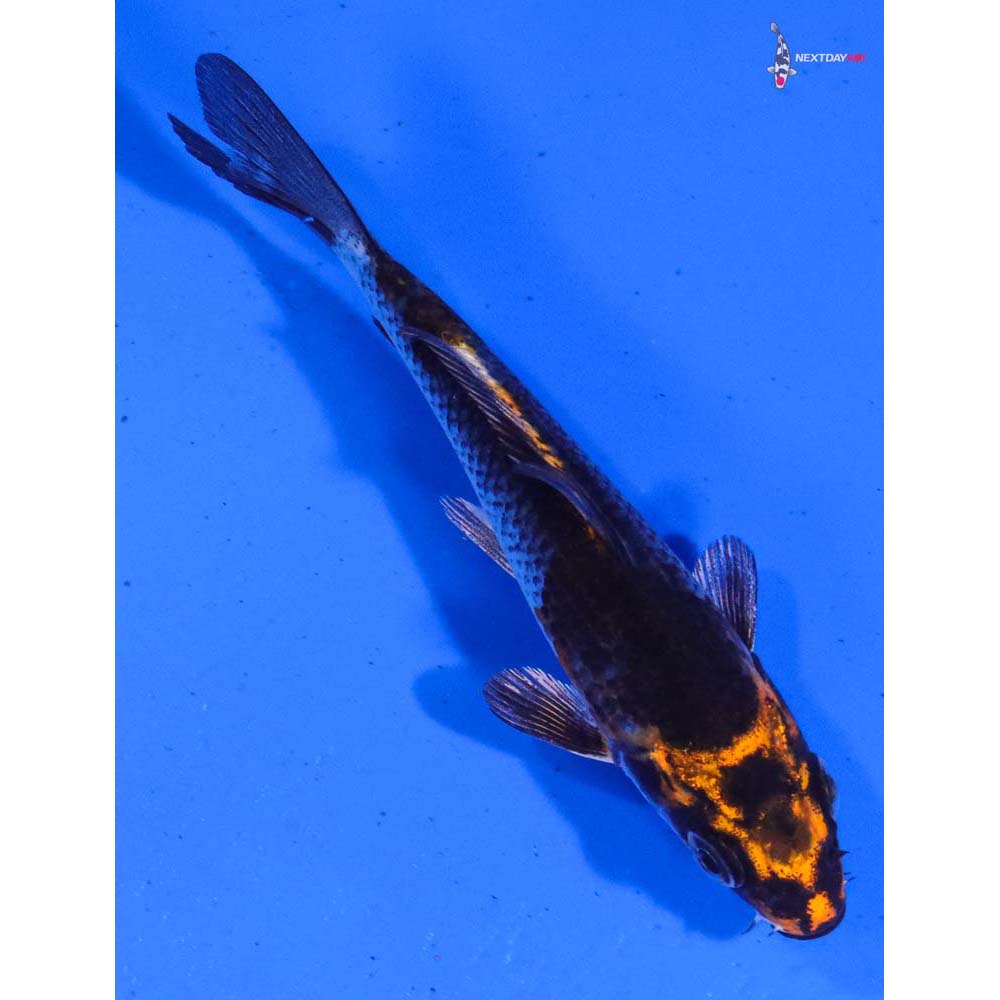 4” Imported Kujaku