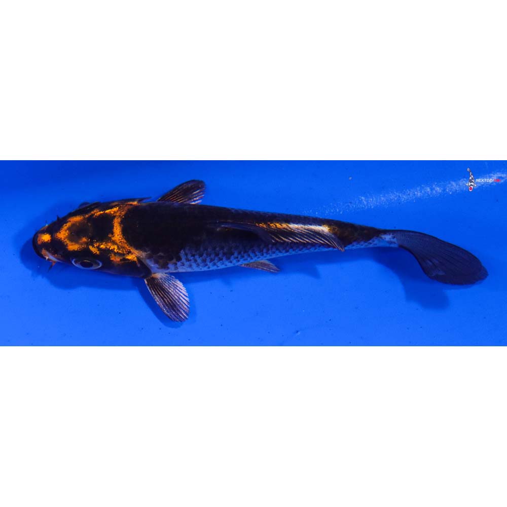 4” Imported Kujaku