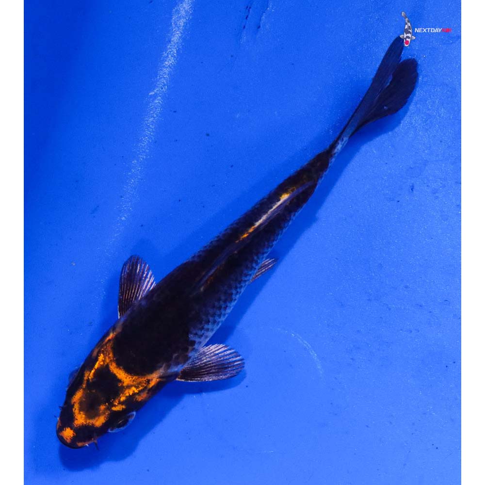 4” Imported Kujaku