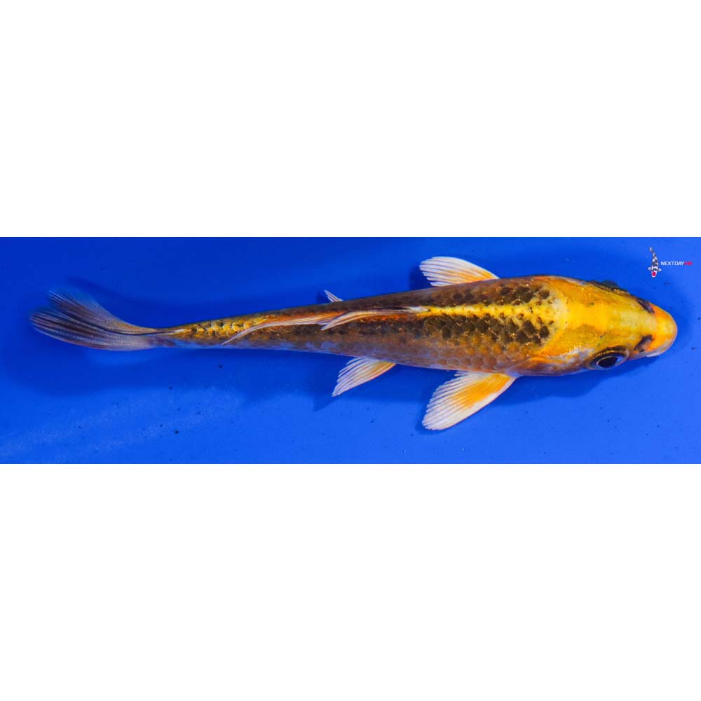 4” Imported Kujaku