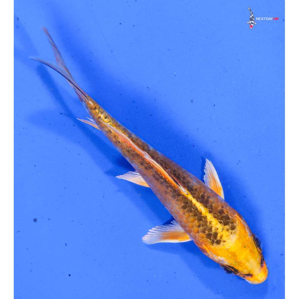 4” Imported Kujaku