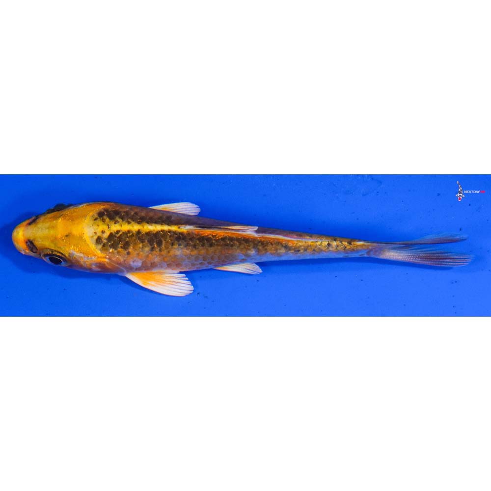 4” Imported Kujaku