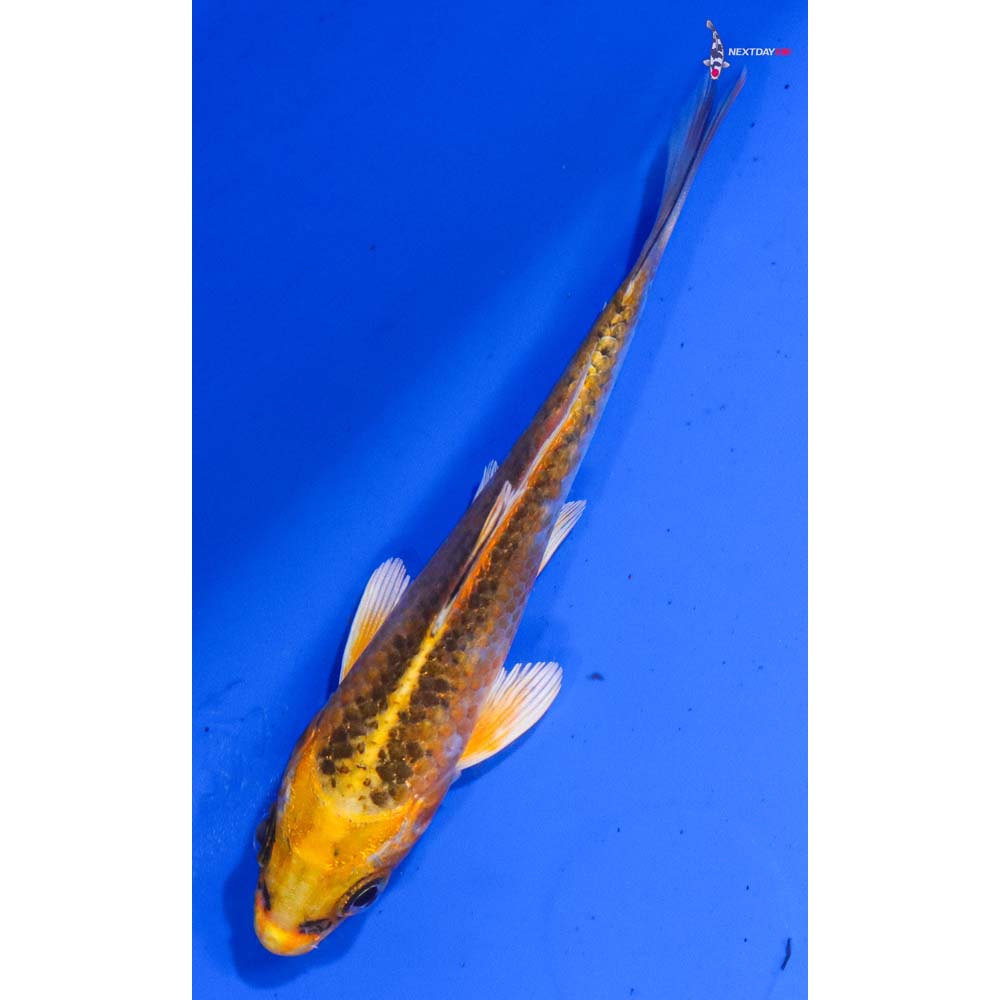 4” Imported Kujaku