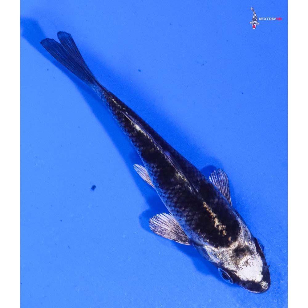 4.5” Imported Gin Matsuba