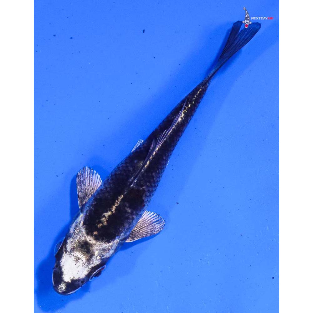 4.5” Imported Gin Matsuba