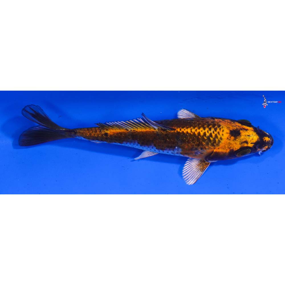 4.5” Imported Kujaku