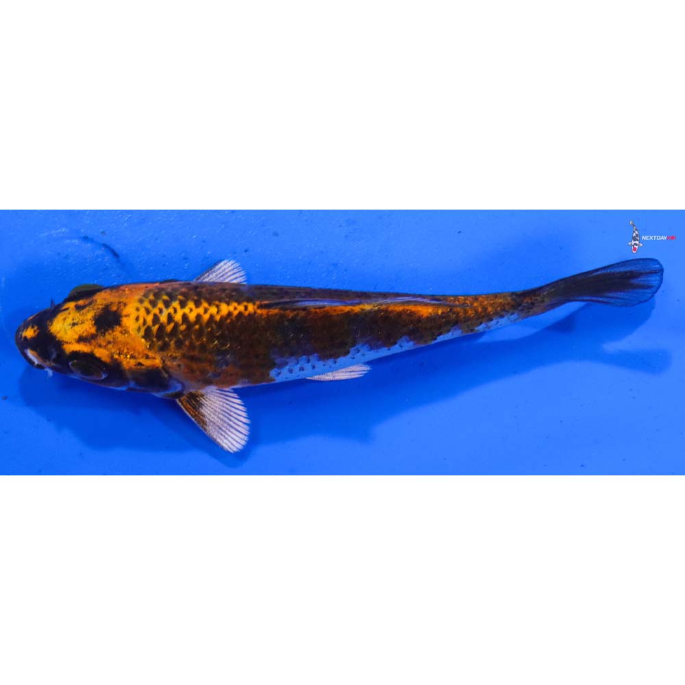 4.5” Imported Kujaku