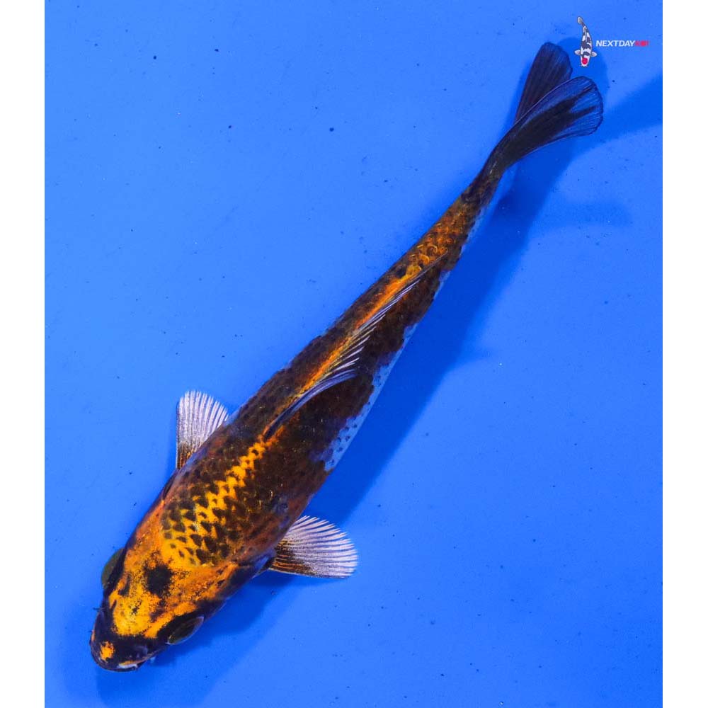 4.5” Imported Kujaku