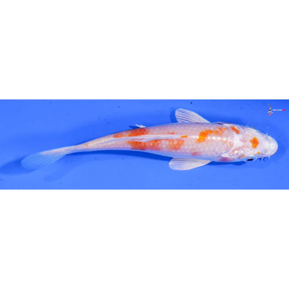 4.5” Imported Hariwake