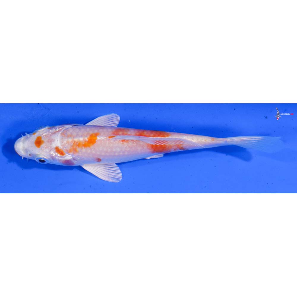 4.5” Imported Hariwake