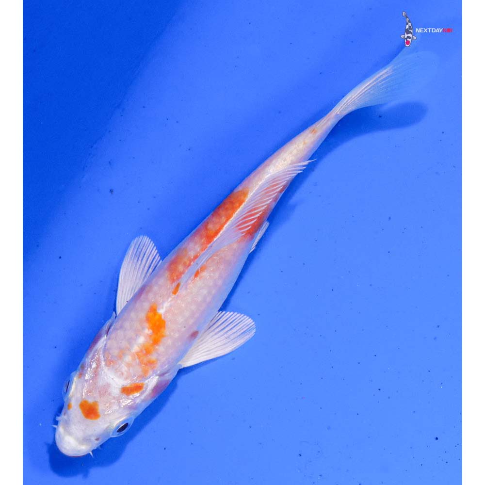 4.5” Imported Hariwake