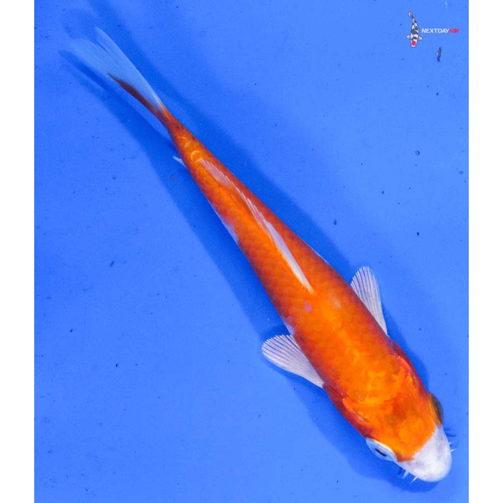 4.5” Imported Hariwake