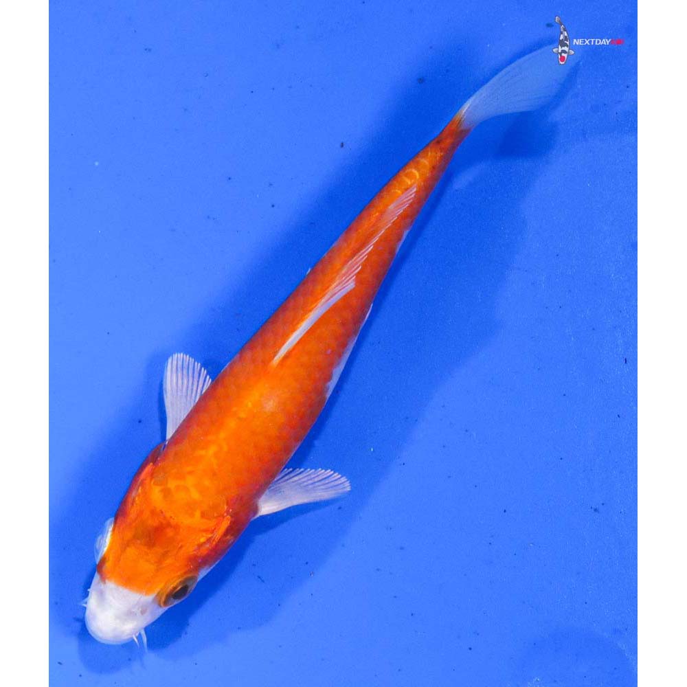 4.5” Imported Hariwake