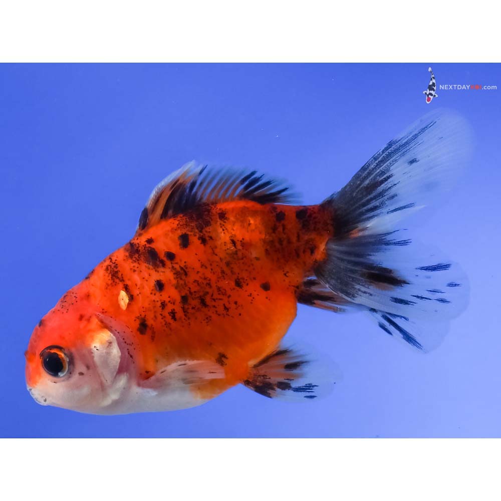 4” Imported Calico Oranda