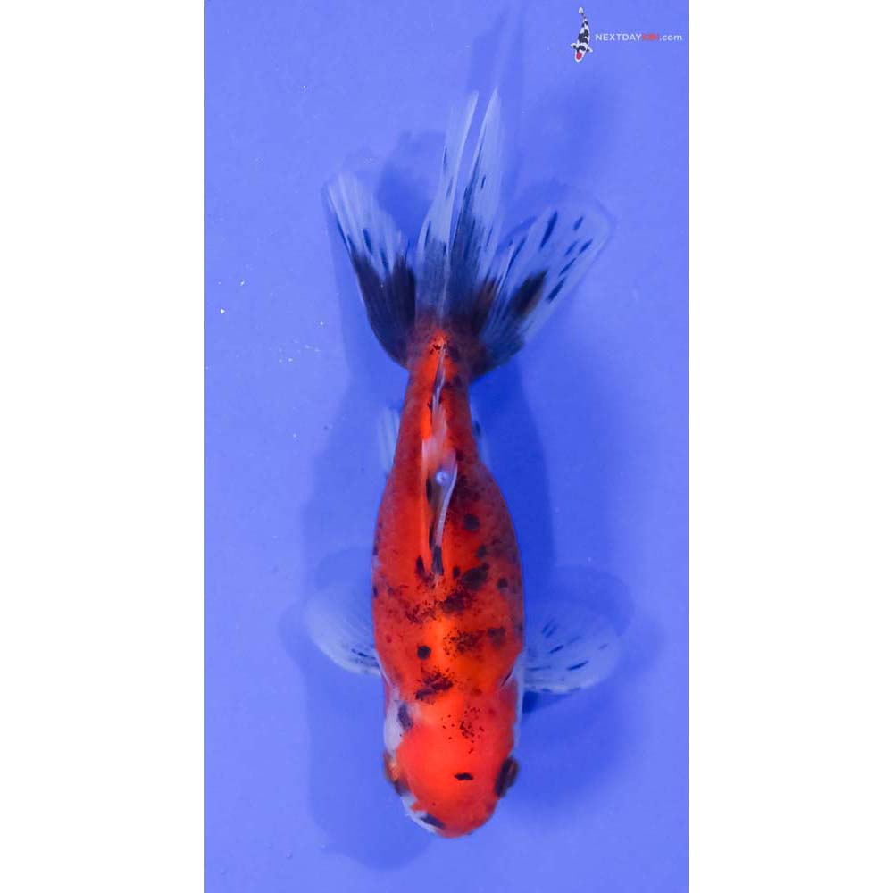 4” Imported Calico Oranda