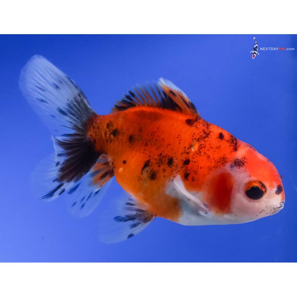 4” Imported Calico Oranda