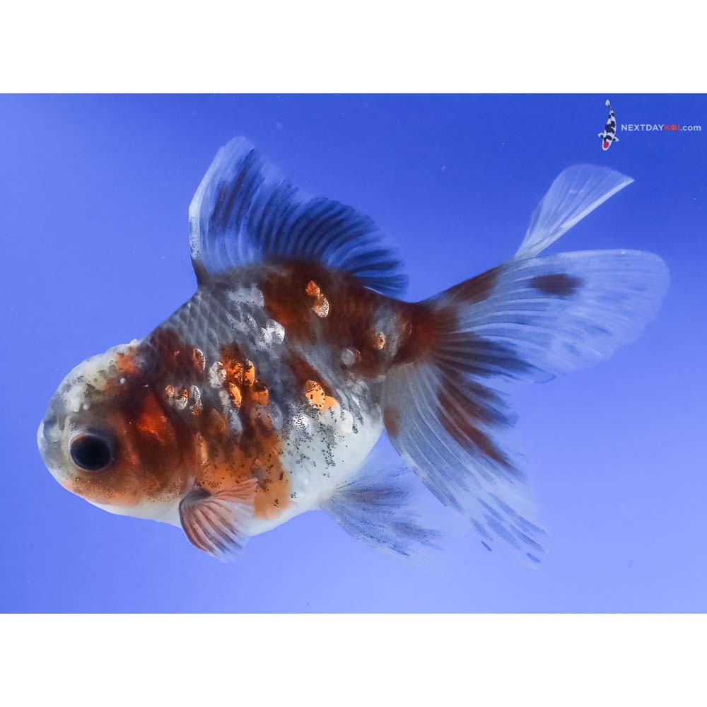 4.5” Imported Calico Oranda