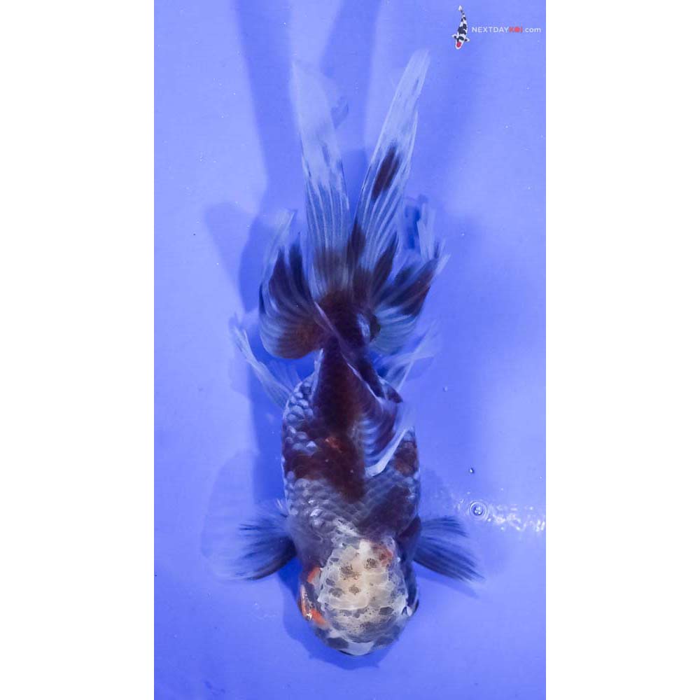 4.5” Imported Calico Oranda