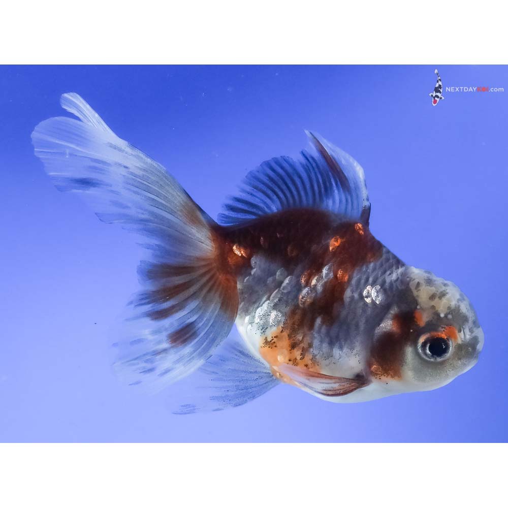 4.5” Imported Calico Oranda