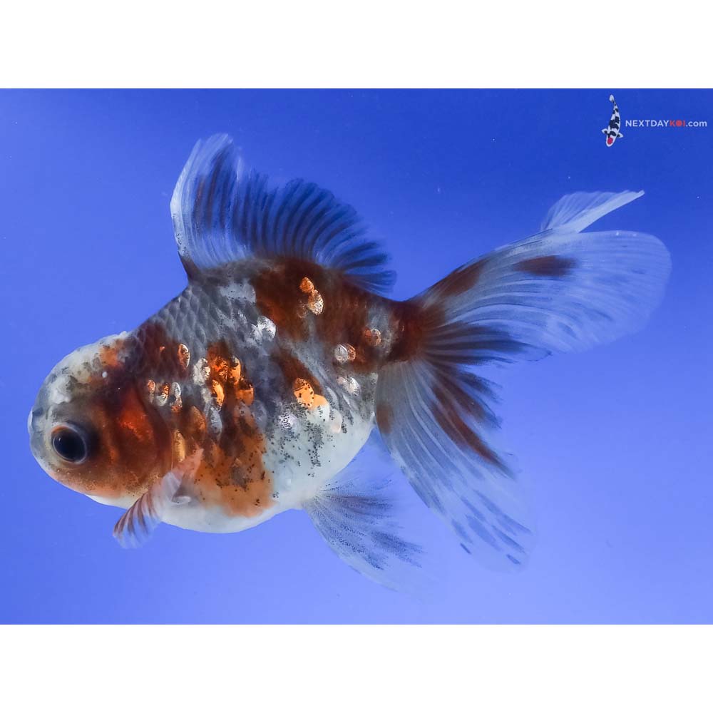 4.5” Imported Calico Oranda