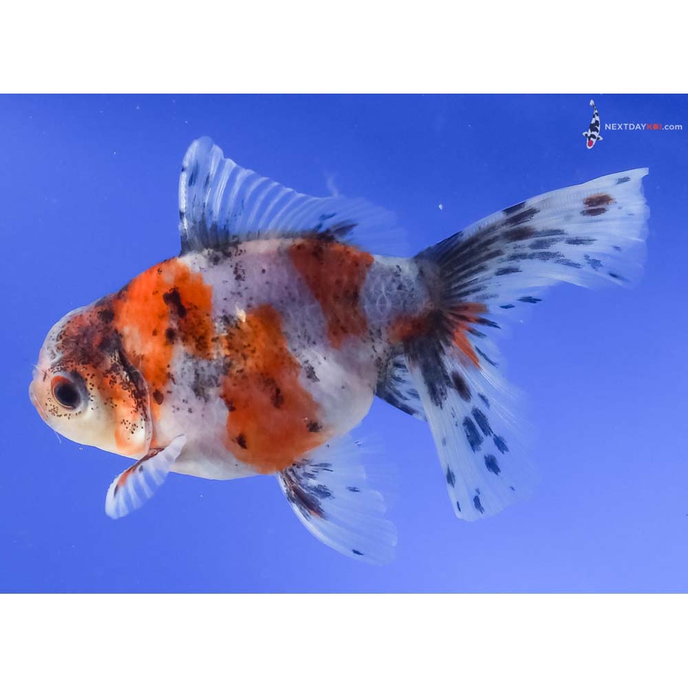 4” Imported Calico Oranda