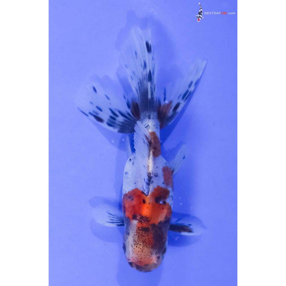 4” Imported Calico Oranda