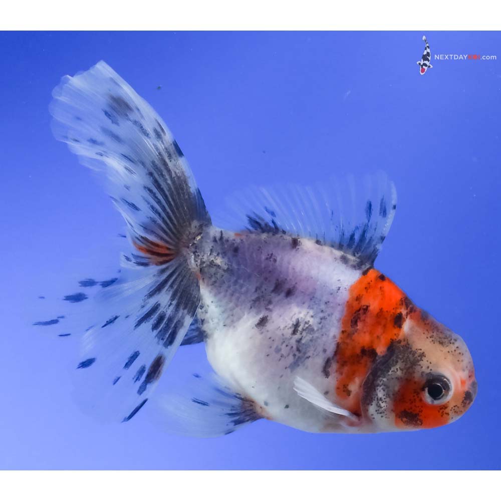 4” Imported Calico Oranda