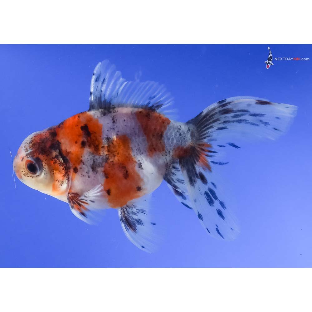 4” Imported Calico Oranda