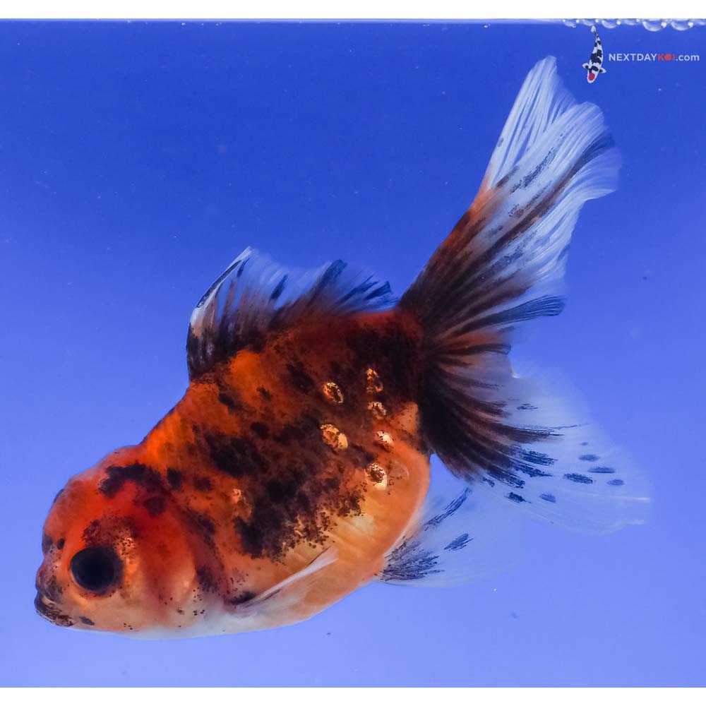 4” Imported Calico Oranda