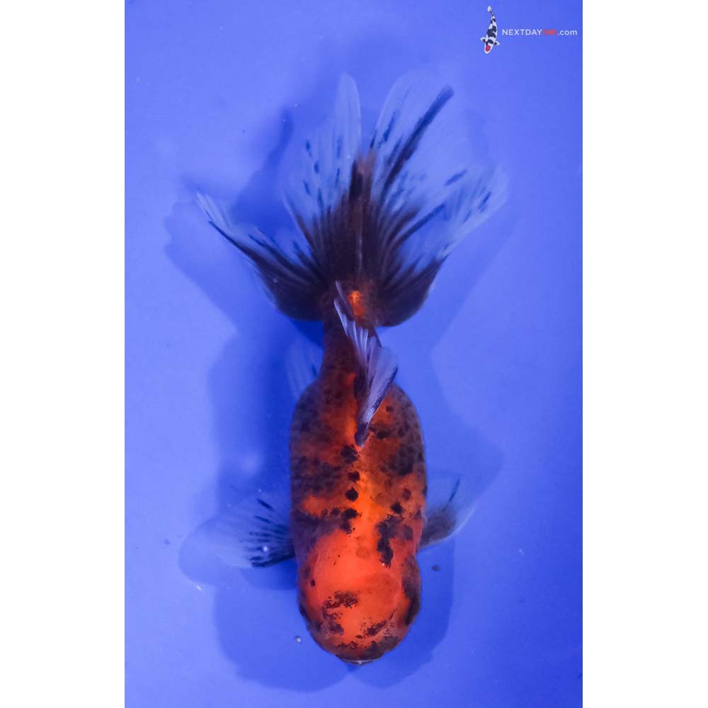 4” Imported Calico Oranda