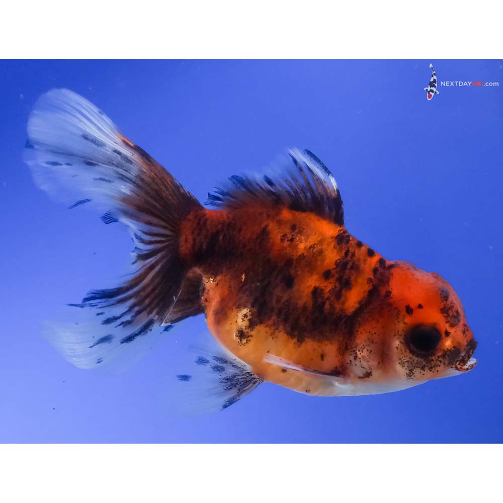 4” Imported Calico Oranda