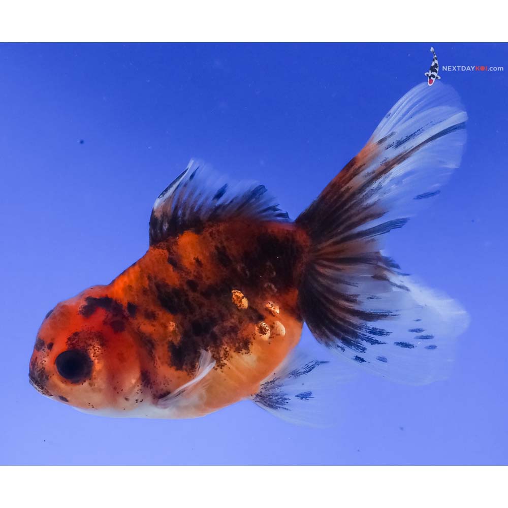 4” Imported Calico Oranda