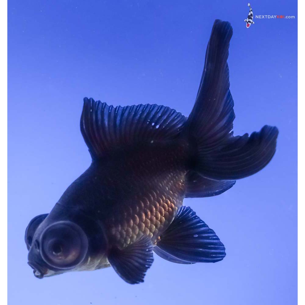 4” Imported Black Telescope Fantail