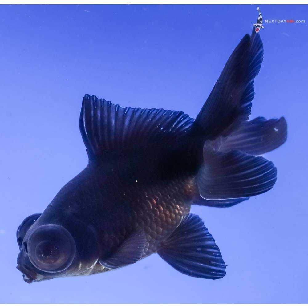 4” Imported Black Telescope Fantail