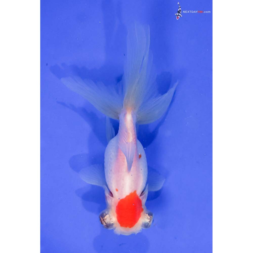 4.5” Imported Red and White Telescope Fantail