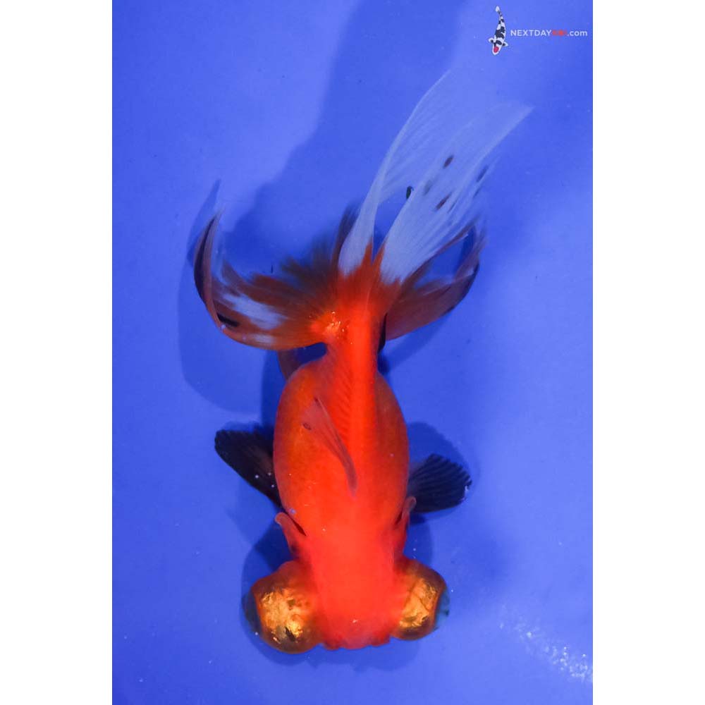 4” Imported Tri Color Telescope Fantail