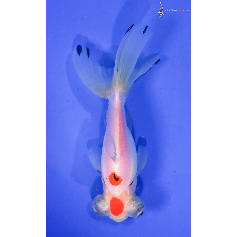 4.5” Imported Tri Color Telescope Fantail