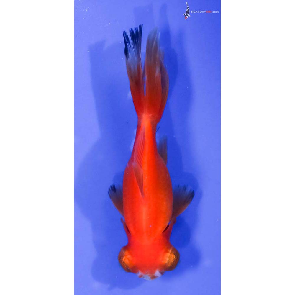 4.5” Imported Red Telescope Fantail