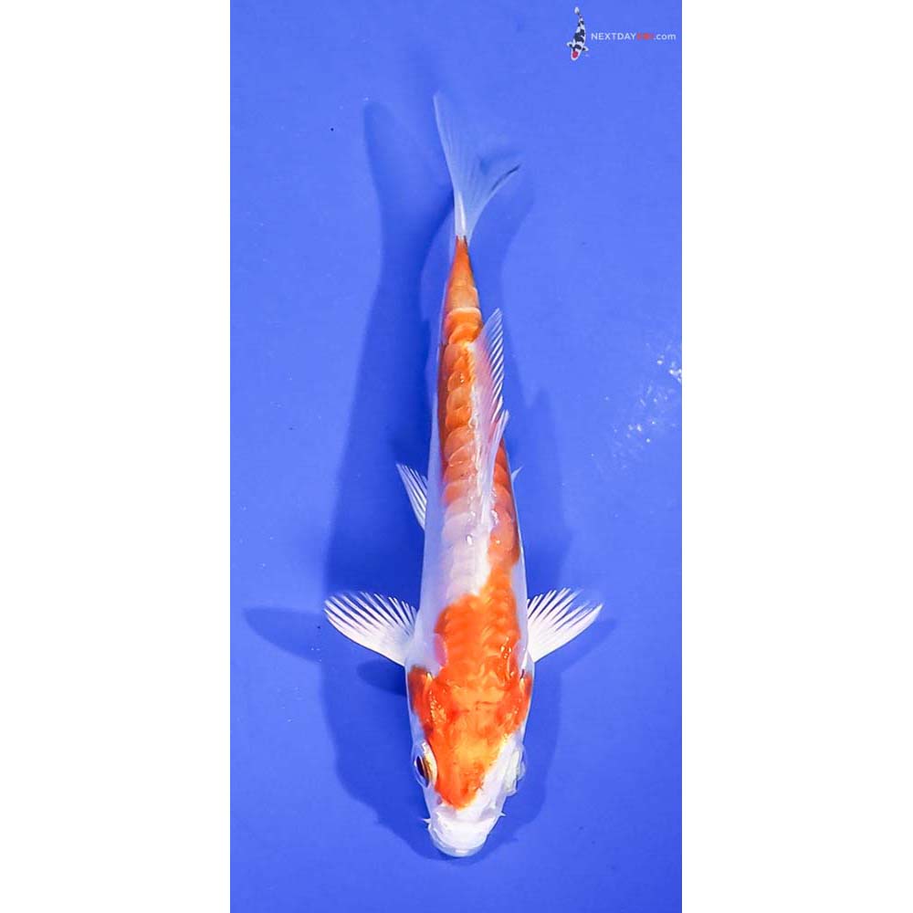 3” Imported Kikusui