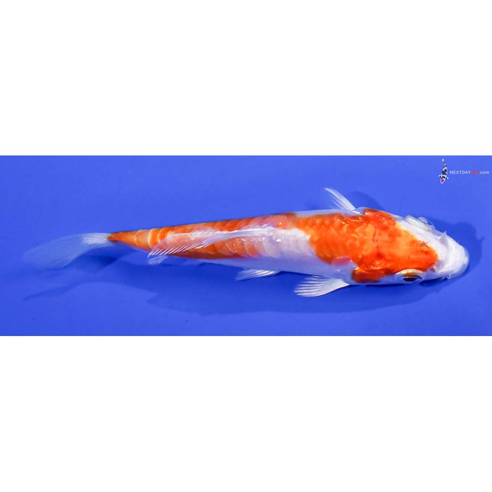 3” Imported Kikusui