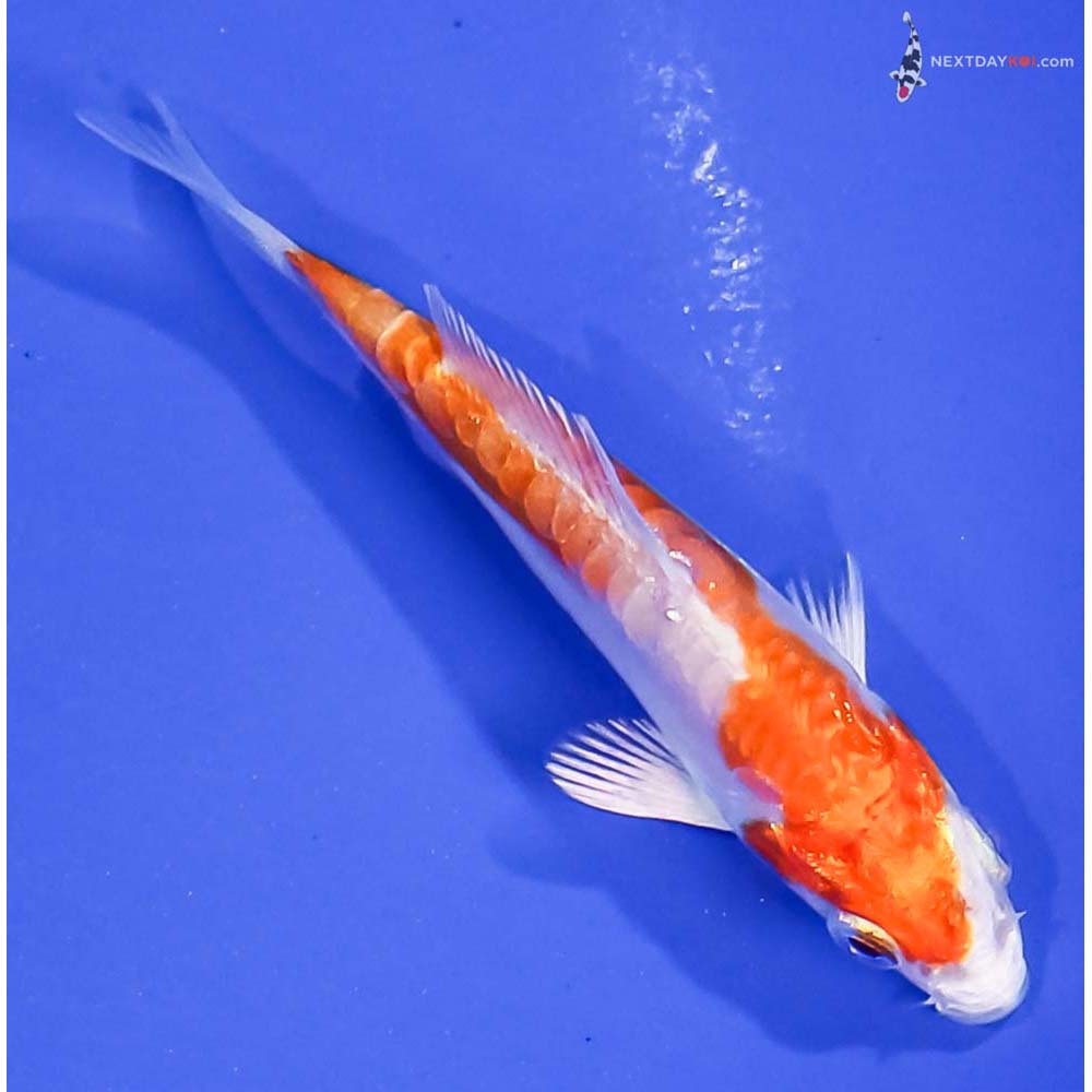 3” Imported Kikusui