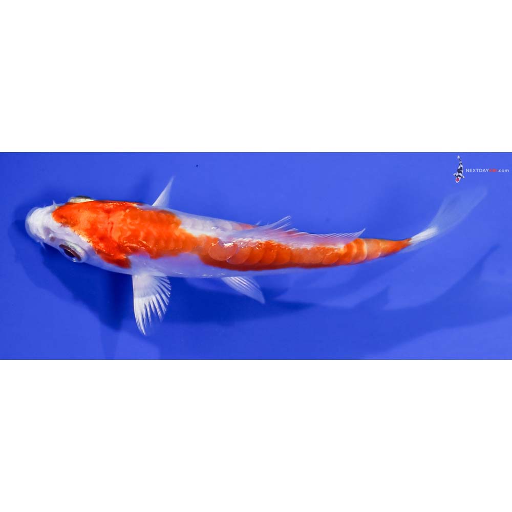 3” Imported Kikusui