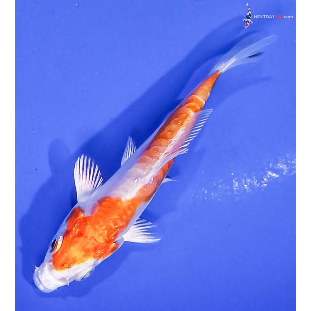 3” Imported Kikusui